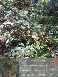 Image of Japanese barberry at Observatory Hill SNA