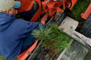 Image of landowner planting tree seedlings on a tractor pulled planter.