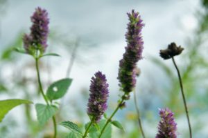 Image of giant blue hyssop