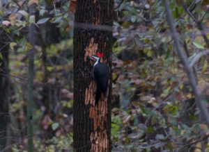 Image of pileated woodpecker tearing bark off green ash tree.