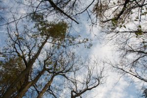 Image of ash trees crowns thinning from emerald ash borer