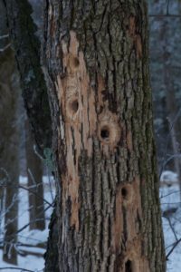 Image of green ash tree with large woodpecker holes