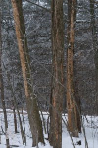 Image of dying ash trees with obvious bark blinding.