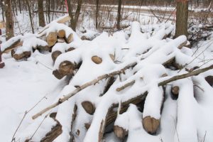 Image of ash log pile with a partial covering of snow.