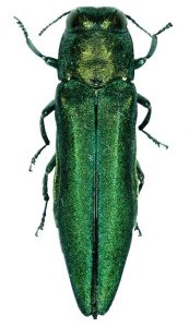 Image of emerald ash borer.