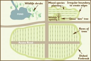 Image of woodland tree planting plan