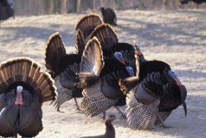 Image of turkeys congregating in the snow