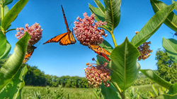 Image of monarch butterfly