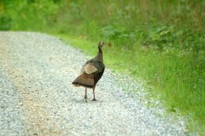 Image of wild turkey on dirt road