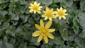 Image of Lesser celandine