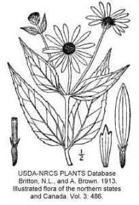 Botanical drawing of stiff goldenrod from USDA database
