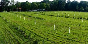 Image of agroforestry planting