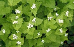 Image of blooming garlic mustard.