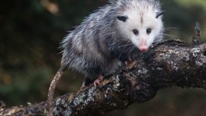 Image of Virginia Opossum