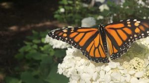 Image of monarch butterfly.