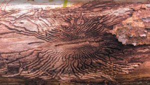 Image of EAB damage in bark layer of tree