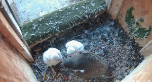 Image from peregrine falcon nest box live stream.