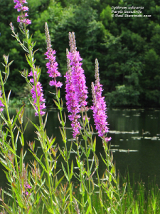 Image of purple loostrife.