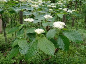 Closeup image of flowering dogwood.