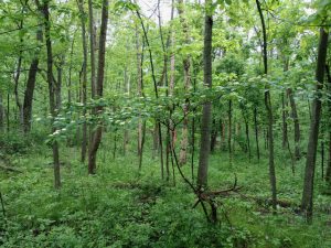 Image of flowering dogwood surrounded by woodland.