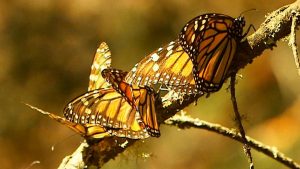 Image of monarch butterflies on small branch