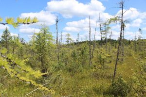 Image of muskeg near Caroline Lake in Iron County.