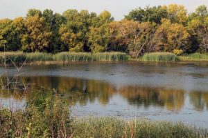 Image of fall wetland with open water and emergent wetland plants.