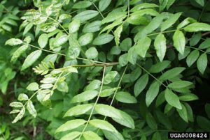 Image of prickly ash foliage and pines.