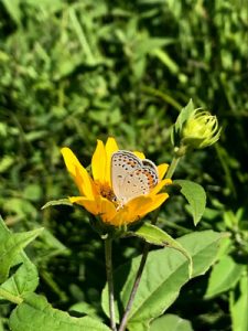 Image of Karner blue butterfly on orange flower.