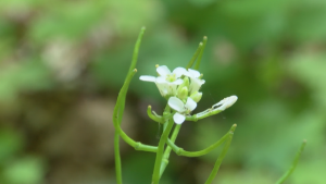 Image of garlic mustard blossom and seed pods.