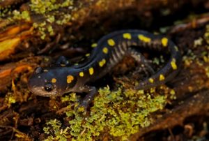 Image of spotted salamander on mossy log.