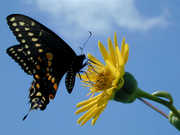 Image of swallow tail butterfly feeding on wild sunflower.