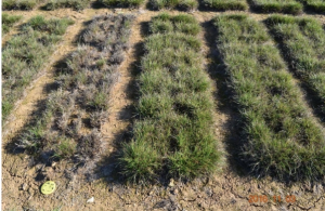 Image of grass test plots.