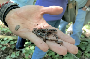 Image of hand holding several earthworms.