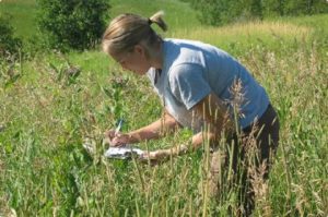 Image of volunteer looking for monarch caterpillars on milkweed.