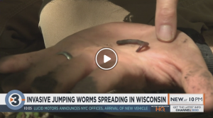 Image of jumping worm on someone's palm.