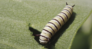 Image or monarch caterpillar eating milkweed leaf.