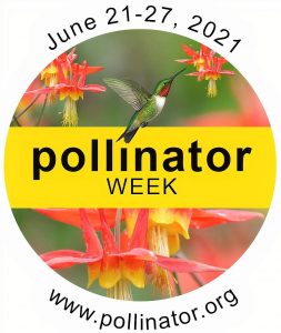 Logo for Pollinator Week with hummingbird feeding on wild columbine flower.