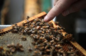 Image of frame with honey bees. Beekeeper's finger points to queen..