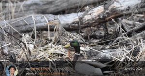Male mallard duck with log and dried cattails in the background.