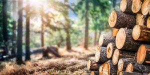 Image or log woodland with log pile in the foreground.