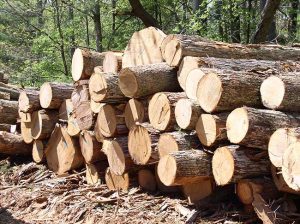 Image of log pile.