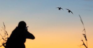 Image of duck hunter taking aim at a flight of birds at sunset.