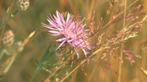 Image of spotted knapweed blossom.