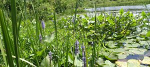 Image of lilli pads on pond.