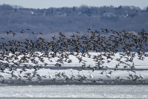 Image of waterfowl taking off from pond.