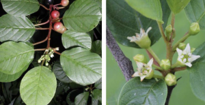 Two images showing alder leaf buckthorn in flower and fruiting.