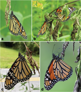 Four composite images of monarch butterflies feeding.