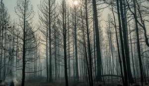 Image of burn forest on the bootleg fire.