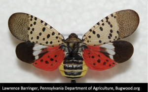 Image of spotted lantern fly.